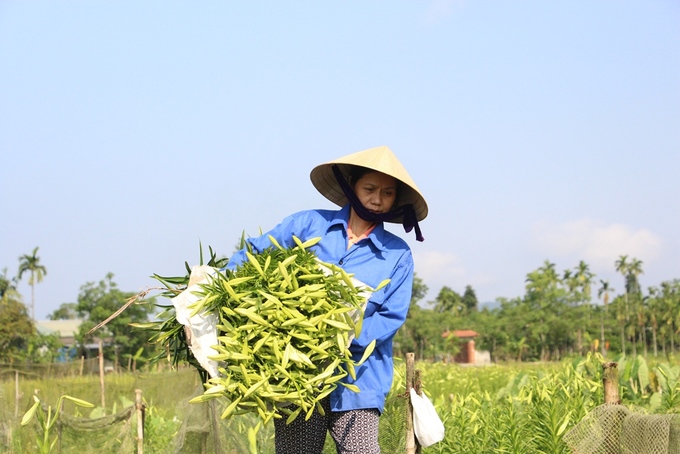 Người dân Huế thu hàng chục triệu đồng mỗi vụ hoa loa kèn